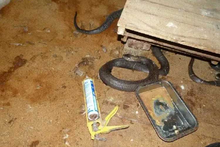 空氣能蛇養(yǎng)殖采暖機(jī)組空氣能熱泵采暖畜牧采暖空氣能養(yǎng)蛇采暖項(xiàng)目案例圖片 空氣能蛇養(yǎng)殖采暖機(jī)組空氣能熱泵采暖畜牧采暖空氣能養(yǎng)蛇采暖項(xiàng)目案例圖片